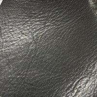 Bovine Wild Horse Black